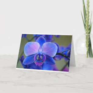 Cartão De Festividades Orquídea Azul e Rosa