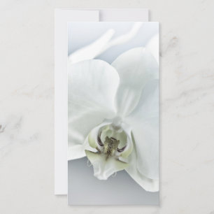 Cartão De Festividades Orquídea Phalaenopsis Branca
