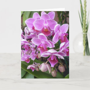 Cartão De Festividades Orquídeas