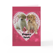 Ouro Retriever Puppies Dias de os namorados