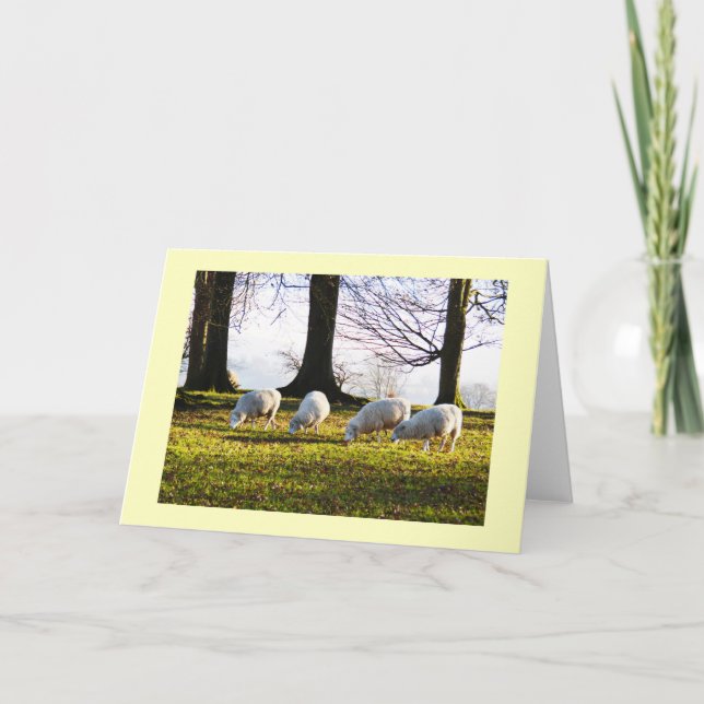 Cartão De Festividades Ovelha ao sol de inverno (Frente)