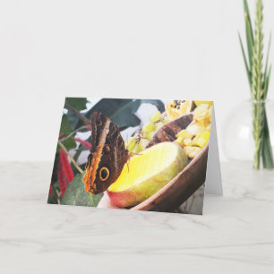 Cartão De Festividades Owl butterfly