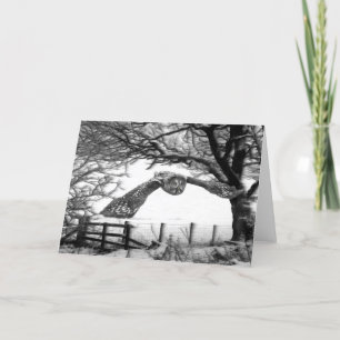 Cartão De Festividades Owl flying in the snow