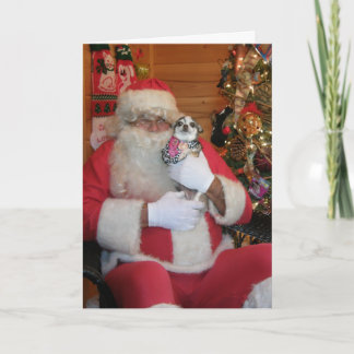 Cartão De Festividades Papai noel & chihuahua