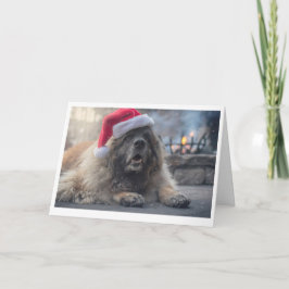 Cartão De Festividades Papai noel de Leonberger