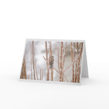 Pardal animal do pássaro do Natal em um ramo