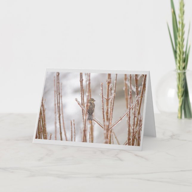 Cartão De Festividades Pardal animal do pássaro do Natal em um ramo (Frente)