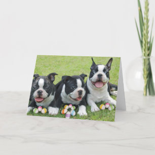 Cartão De Festividades Páscoa boston terriers
