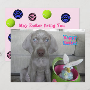 Cartão De Festividades Páscoa de Brooklyn - Cachorro Weimaraner / Puppy F