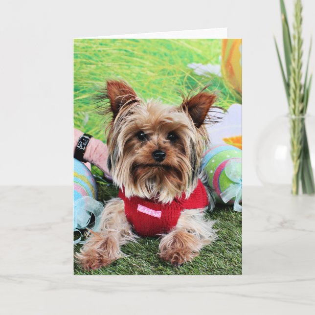Cartão De Festividades Páscoa - yorkshire terrier - Sassy (Frente)