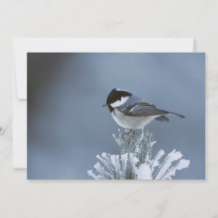 Cartão De Festividades Pássaro de inverno estrelado na ramificação do 