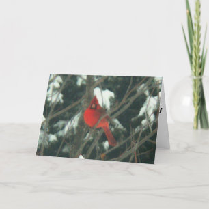 Cartão De Festividades Pássaro Vermelho na Neve