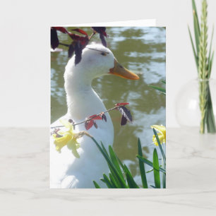 Cartão De Festividades Pato Branco Na Placa De Felz pascoa Daffodils
