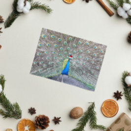 Cartão De Festividades Peacock Vestindo Papais noeis Vermelhos Boné Engra