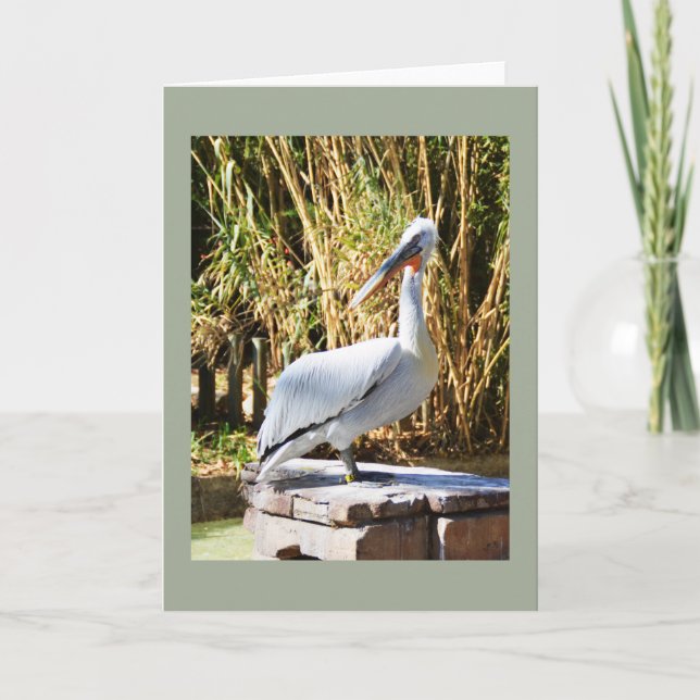 Cartão De Festividades Pelican (Frente)