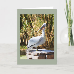 Cartão De Festividades Pelican