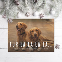 Pelo La La La La Pet Dog Foto De Natal