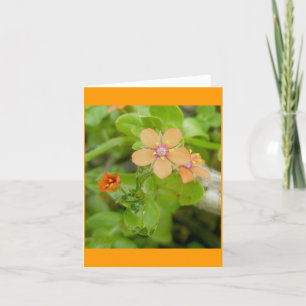 Cartão De Festividades Pequeno Pimel de Flor Selvagem Laranja