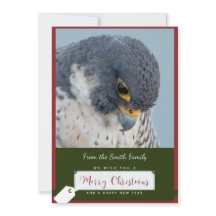 Peregrine Falcon Christmas Card by Debbie Quick