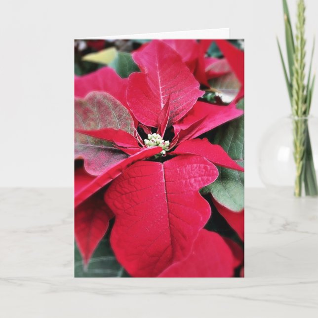 Cartão De Festividades Perfeitamente no ponto Poinsettia Holiday Card (Frente)
