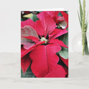 Cartão De Festividades Perfeitamente no ponto Poinsettia Holiday Card