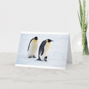 Cartão De Festividades Pinguim Ave Animal Gelo Congelado Inverno
