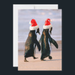 Cartão De Festividades Pinguins com Chapéus de Papai Noel na Praia<br><div class="desc">Pinguins Africanos (Spheniscus Demersus) andando 'de mãos dadas' perto da Cidade do Cabo,  África do Sul. Usando chapéus de Papai Noel. | Stuart Westmorland / superstock.com | AF42 SWR0014</div>
