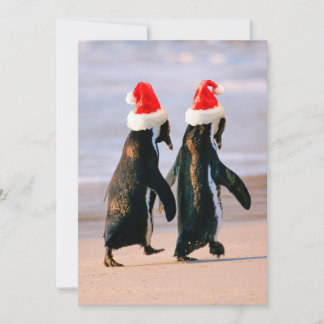 Cartão De Festividades Pinguins com Chapéus de Papai Noel na Praia