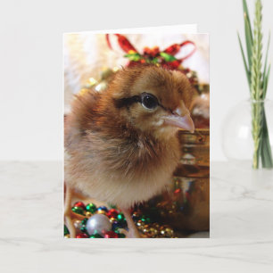 Cartão De Festividades Pintinho de Natal