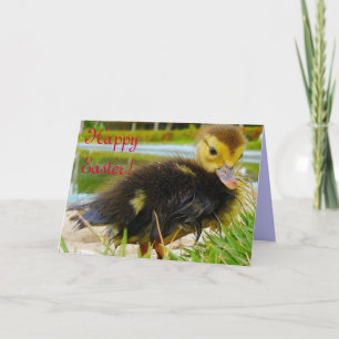 Cartão De Festividades Pintinho páscoa