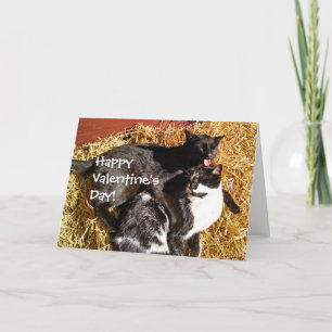 Cartão De Festividades Placa de dia de os namorados com Gatos