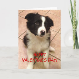 Cartão De Festividades Placa de Dia de os namorados de Puppy com Collie d