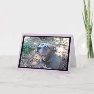 Cartão De Festividades Placa de Dia de os namorados Pitbull de Hollywood