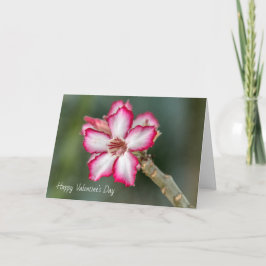 Cartão De Festividades Placa de dia de os namorados - Rosa de deserto