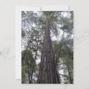 Cartão De Festividades Placa de férias plana Sequoia