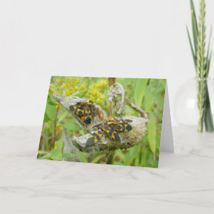 Cartão De Festividades Placa de Nota da Família de Insetos Milkweed nº 
