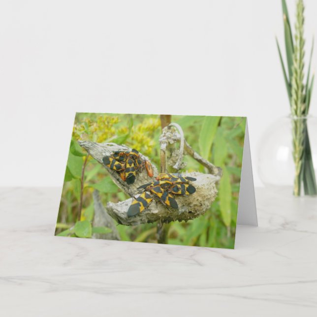 Cartão De Festividades Placa de Nota da Família de Insetos Milkweed nº 1 (Frente)