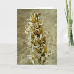 Cartão De Festividades Placa de Nota de Semente Seca