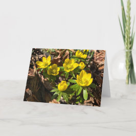 Cartão De Festividades Placa de saudação de inverno/Primavera (Dentro Vaz