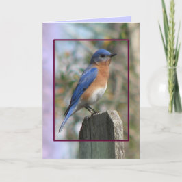 Cartão De Festividades Placa Macho Bluebird Oriental