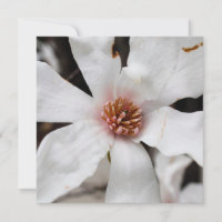 Placa Star Magnolia