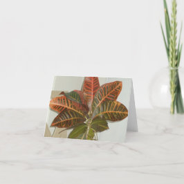 Cartão De Festividades Placas de Vazio de Fotografias da Planta