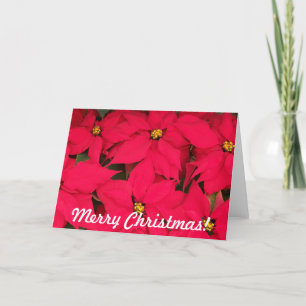 Cartão De Festividades Poinsétias Feliz Natal