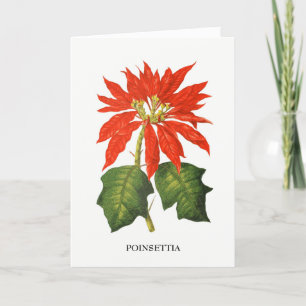 Cartão De Festividades Poinsettia Impressão Botânica