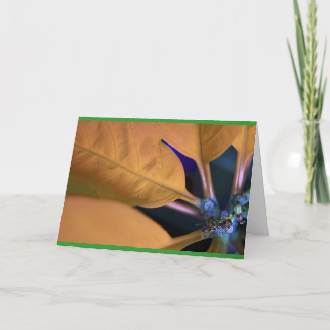 Cartão De Festividades Poinsettia laranja com texto em espanhol (Frente)