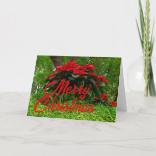 Cartão De Festividades Poinsettia Vermelha