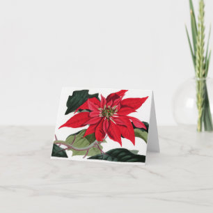 Cartão De Festividades Poinsettiia
