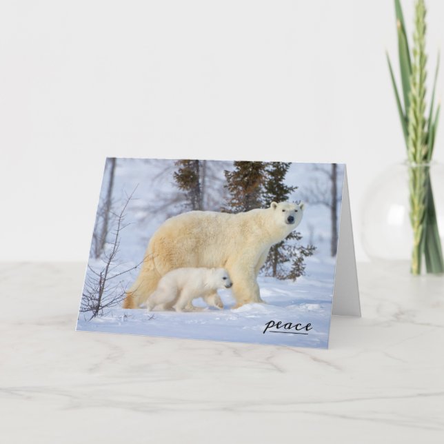 Cartão De Festividades Polar Bear Mãe e Cubo na Tundra (Frente)