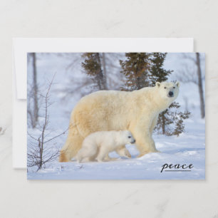 Cartão De Festividades Polar Bear Mãe e Cubo na Tundra
