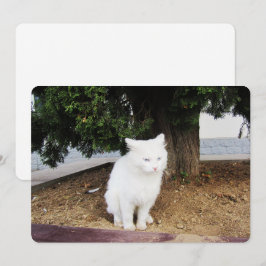 Cartão De Festividades Pooping Cat Flat Holiday Card